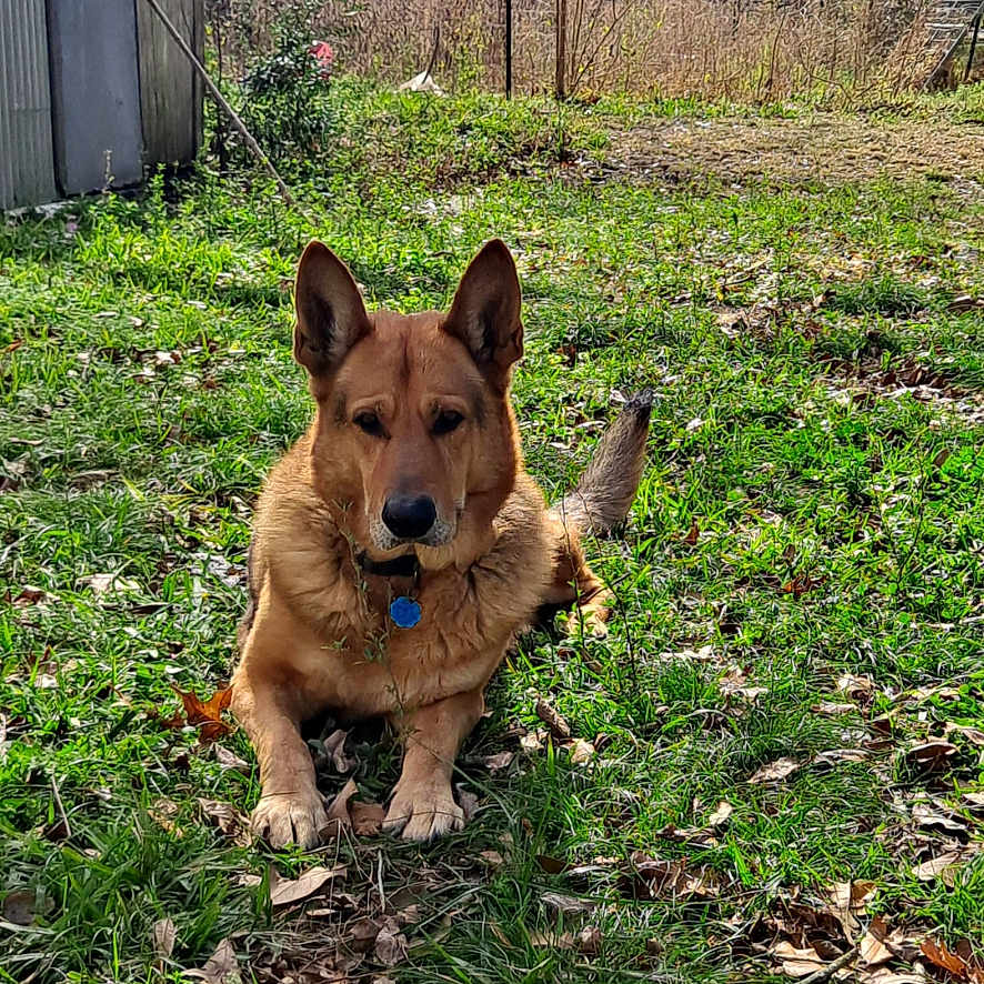 Chaos is registered to the contest to win money with this photo: animal, architecture, backyard, building, canine, dog, field, germanshepherd, goldenretriever, grass, grassland, nature, outdoors, pet, plant, puppy, soil, tree, vegetation, yard