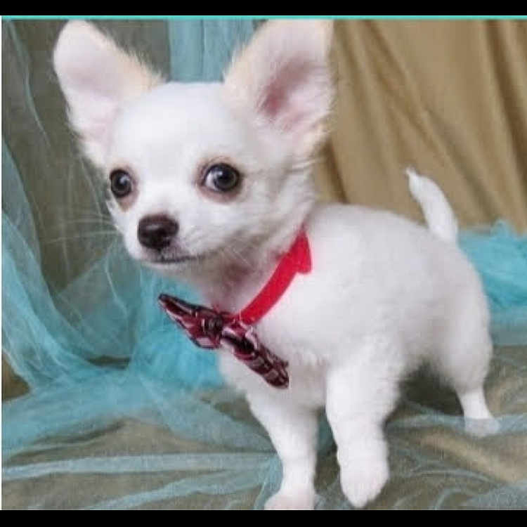 Bubba is registered to the contest to win money with this photo: animal, canine, chihuahua, cockerspaniel, dog, eskimodog, papillon, pet, puppy, whitedog