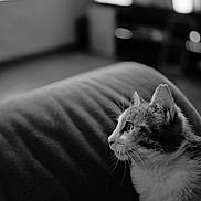 Opaline a rejoint le concours — aidez-le/la à gagner de superbes lots ! animal, black_and_white, calm, cat, close_up, curious, domestic, ears, feline, focused, fur, indoor, living_room, pet, portrait, profile, quiet, side_view, soft_texture, whiskers
