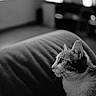 animal, black_and_white, calm, cat, close_up, curious, domestic, ears, feline, focused, fur, indoor, living_room, pet, portrait, profile, quiet, side_view, soft_texture, whiskers