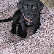 Alia participe au concours pour gagner de l'argent avec cette photo : adorable, animal, black_dog, collar, cozy, cute, dog, domestic_animal, floor, fluffy_bed, indoor, looking, pet, pet_bed, puppy, resting, small_dog, soft_texture, wooden_floor, young_dog