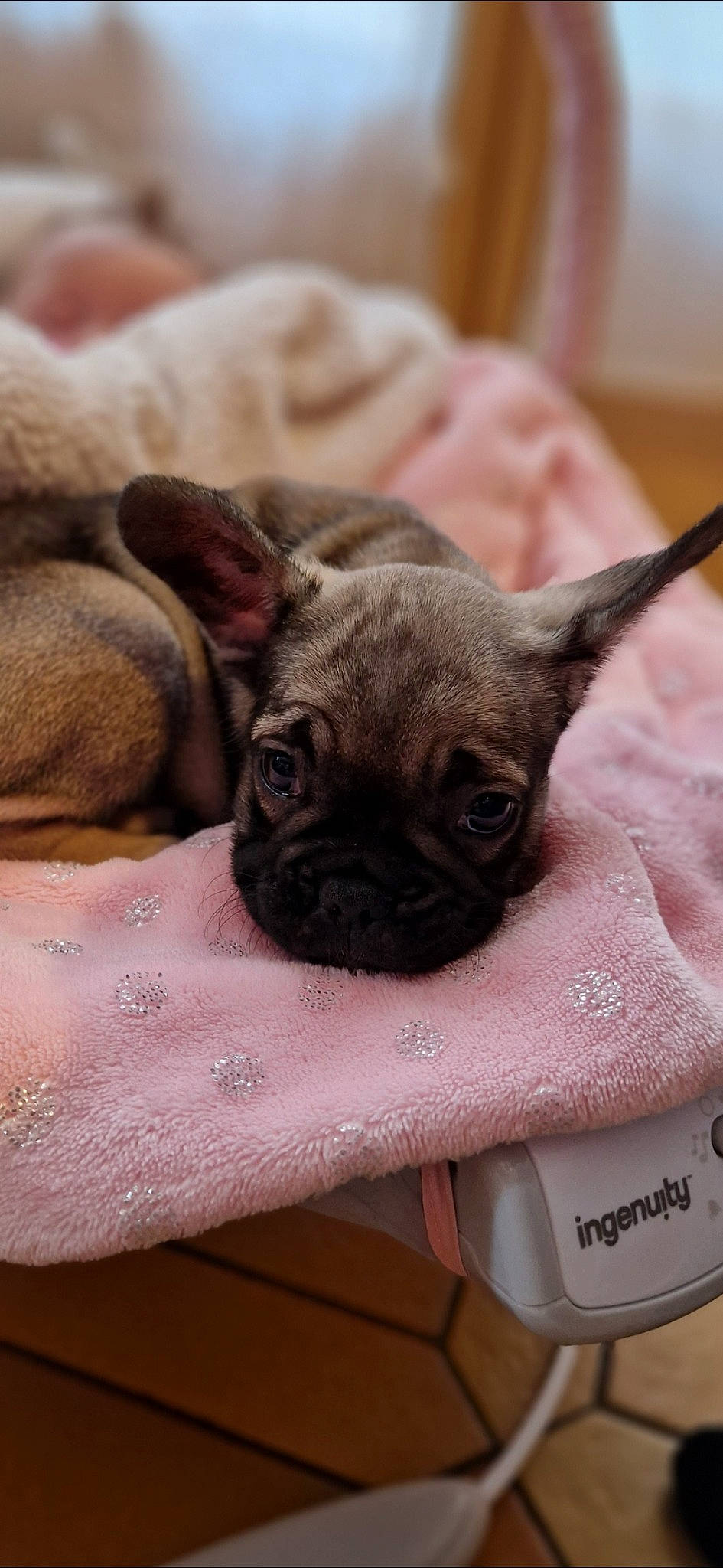 Tesla participe au concours pour gagner de l'argent avec cette photo : canidae, carnivore, comfort, companion_dog, dog, dog_breed, ear, fawn, non_sporting_group, pug, snout, terrestrial_animal, toy_dog, vertebrate, whiskers, working_animal, wrinkle