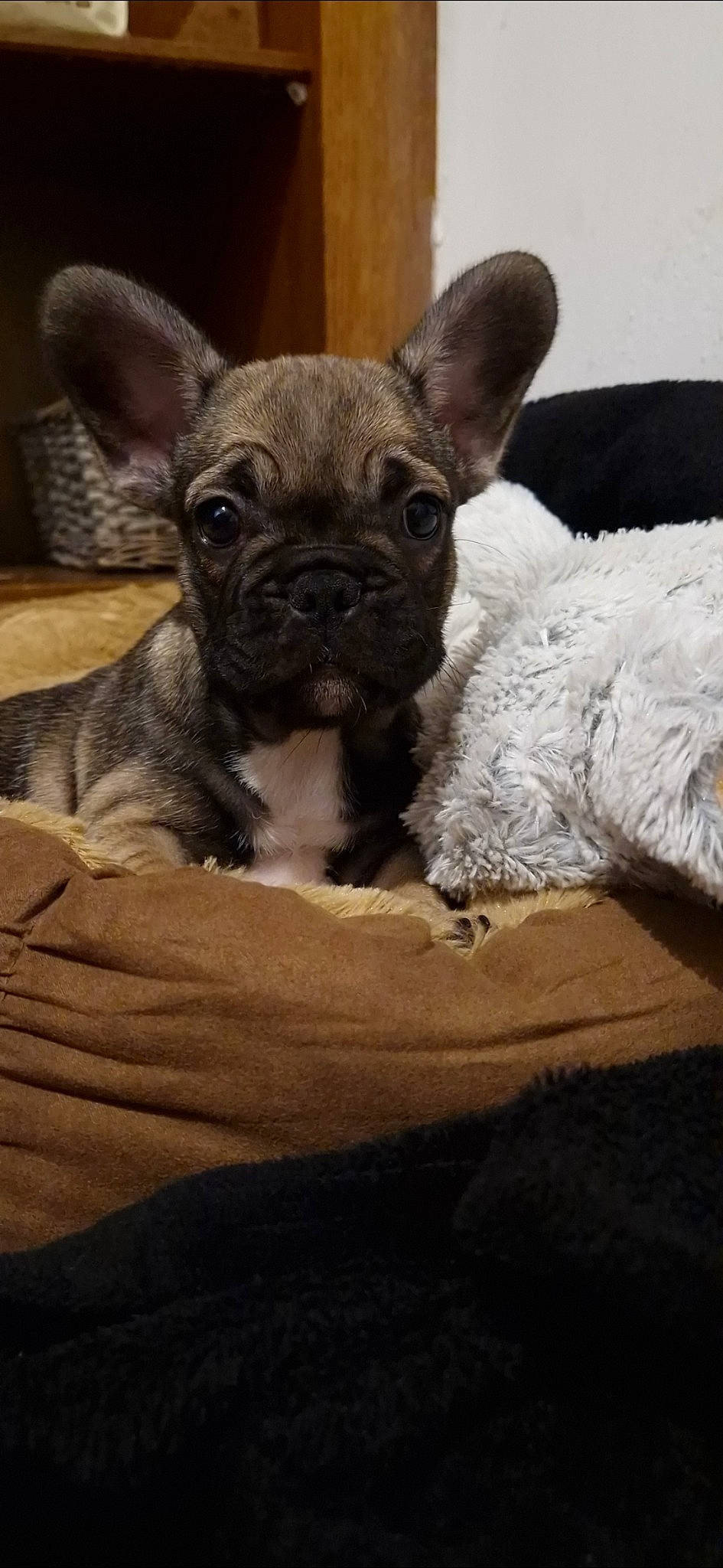 Tesla participe au concours pour gagner de l'argent avec cette photo : canidae, carnivore, comfort, companion_dog, dog, dog_breed, ear, fawn, fur, non_sporting_group, snout, sporting_group, terrestrial_animal, terrier, toy_dog, whiskers, working_animal, wrinkle