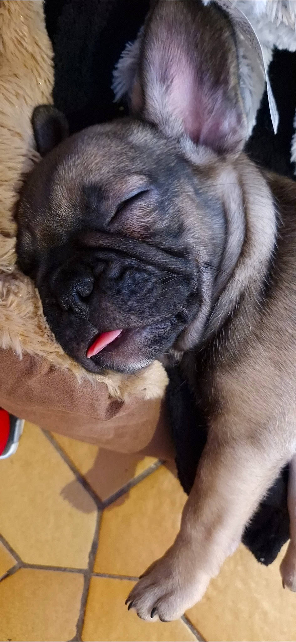 Tesla participe au concours pour gagner de l'argent avec cette photo : ancient_dog_breeds, bulldog, canidae, carnivore, collar, companion_dog, dog, dog_breed, dog_collar, ear, fawn, molosser, non_sporting_group, pug, snout, sporting_group, terrestrial_animal, toy_dog, whiskers, wrinkle