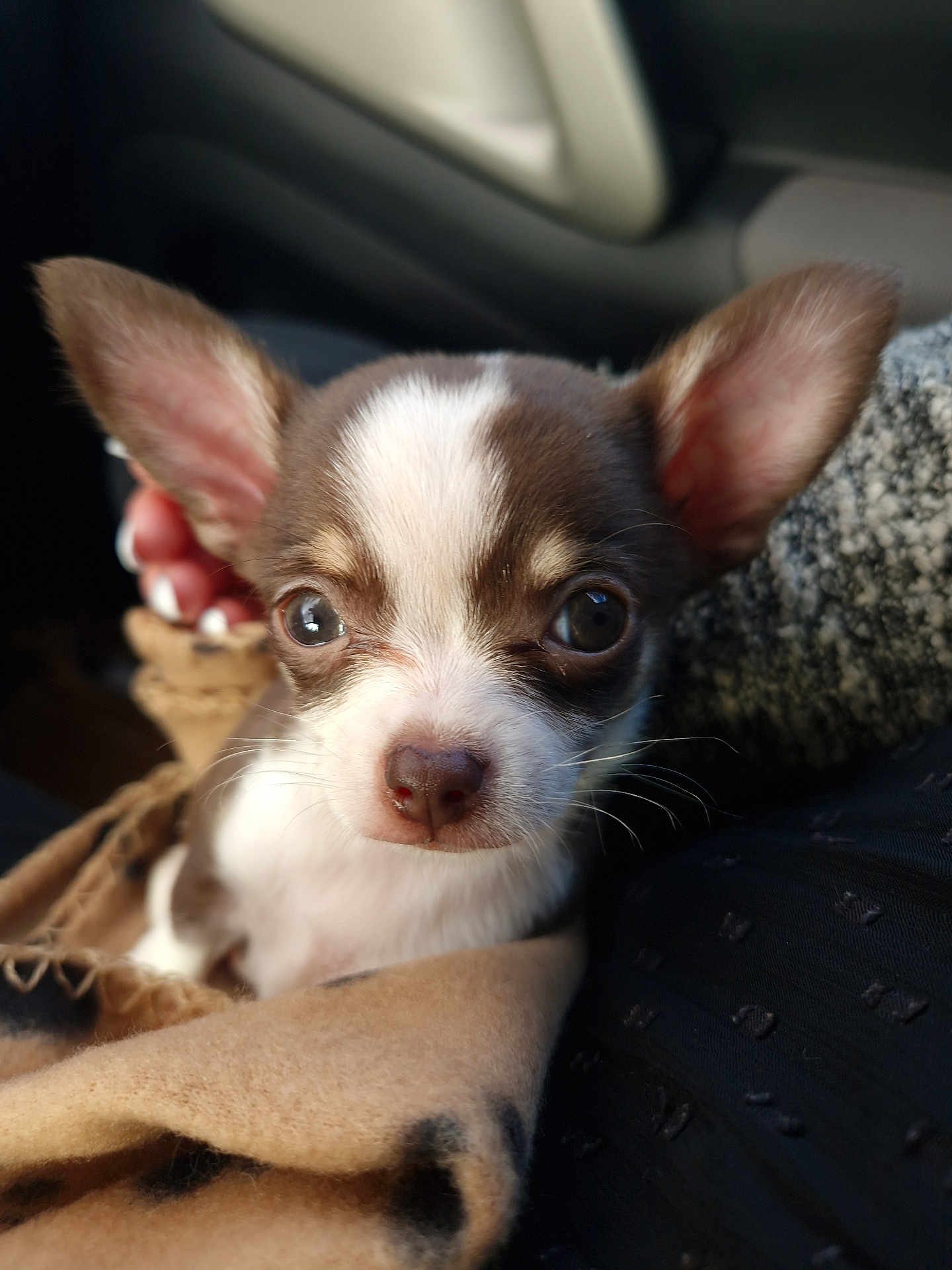 Lola a rejoint le concours — aidez-le/la à gagner de superbes lots ! puppy, dog, close_up, portrait, cute, animal, pet, ears, whiskers, blanket, snug, soft, brown, white, fur, indoors, small, friendly, looking, face