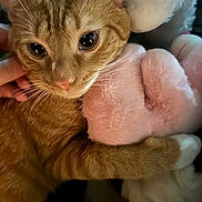 Milo joined the competition — help win amazing prizes! cat, ginger_cat, close_up, stuffed_animal, plush_toy, hand, pet, fur, cozy, indoor, cute, animal, whiskers, ears, soft, hugging, comfort, companion, domestic_cat, feline