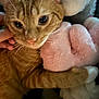 cat, ginger_cat, close_up, stuffed_animal, plush_toy, hand, pet, fur, cozy, indoor, cute, animal, whiskers, ears, soft, hugging, comfort, companion, domestic_cat, feline