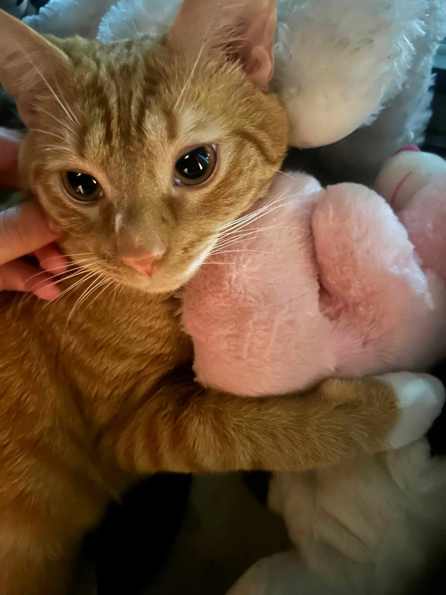 Milo joined the competition — help win amazing prizes! cat, ginger_cat, close_up, stuffed_animal, plush_toy, hand, pet, fur, cozy, indoor, cute, animal, whiskers, ears, soft, hugging, comfort, companion, domestic_cat, feline