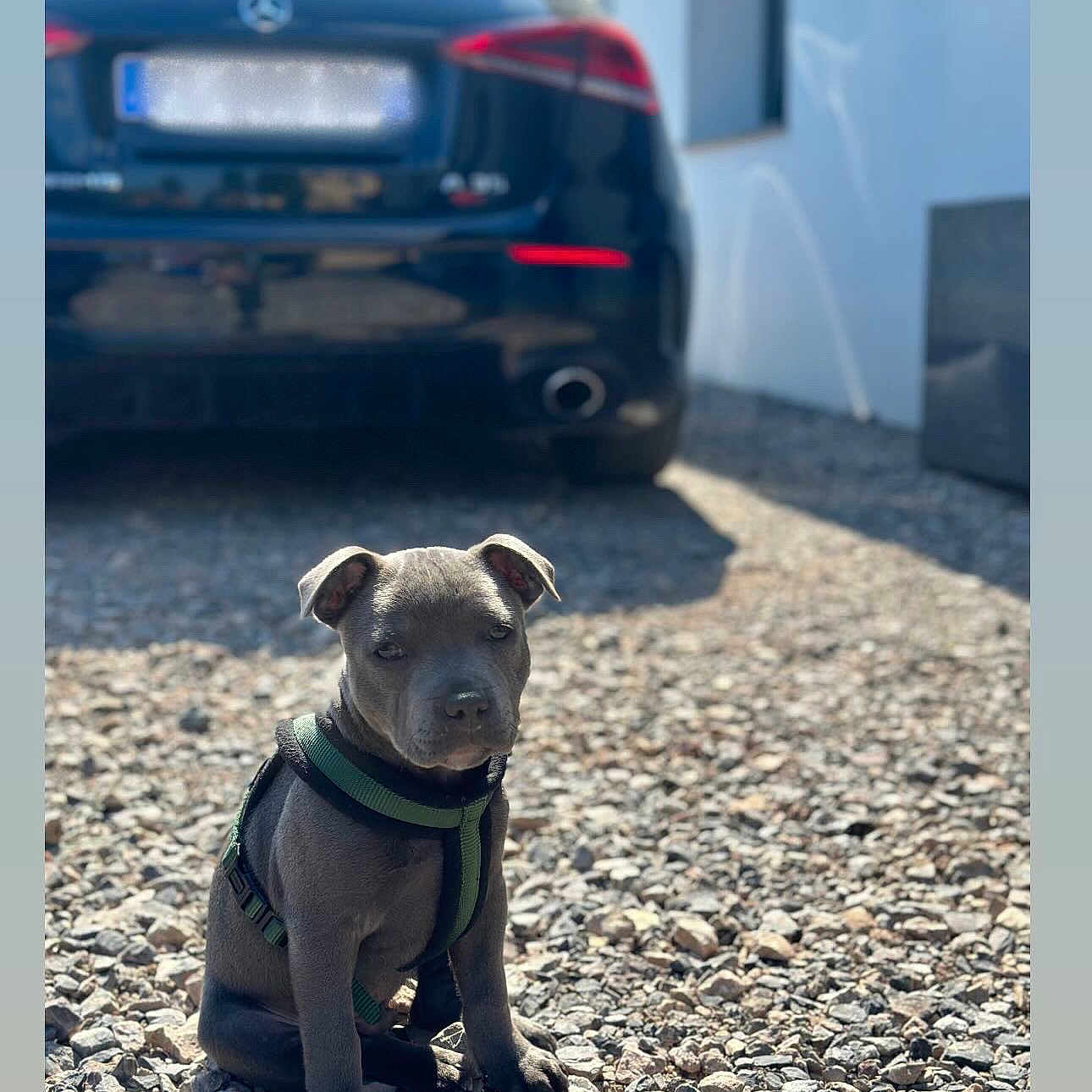 Aiko a rejoint le concours — aidez-le/la à gagner de superbes lots ! black_car, blurred_background, canine, car, daylight, dog, front_view, gray, harness, mercedes, outdoor, pet, puppy, quiet, rocky_ground, shadow, sitting, small_dog, sunlight, young_dog