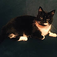 Giotto participe au concours pour gagner de l'argent avec cette photo : cat, tuxedo_cat, feline, pet, whiskers, green_eyes, black_and_white, paw, ears, fur, sitting, indoor, couch, sofa, portrait, looking_at_camera, domestic_animal, cozy, relaxed, home