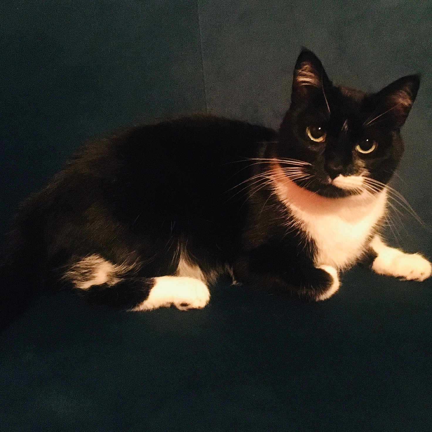 Giotto participe au concours pour gagner de l'argent avec cette photo : black_and_white, cat, couch, cozy, domestic_animal, ears, feline, fur, green_eyes, home, indoor, looking_at_camera, paw, pet, portrait, relaxed, sitting, sofa, tuxedo_cat, whiskers