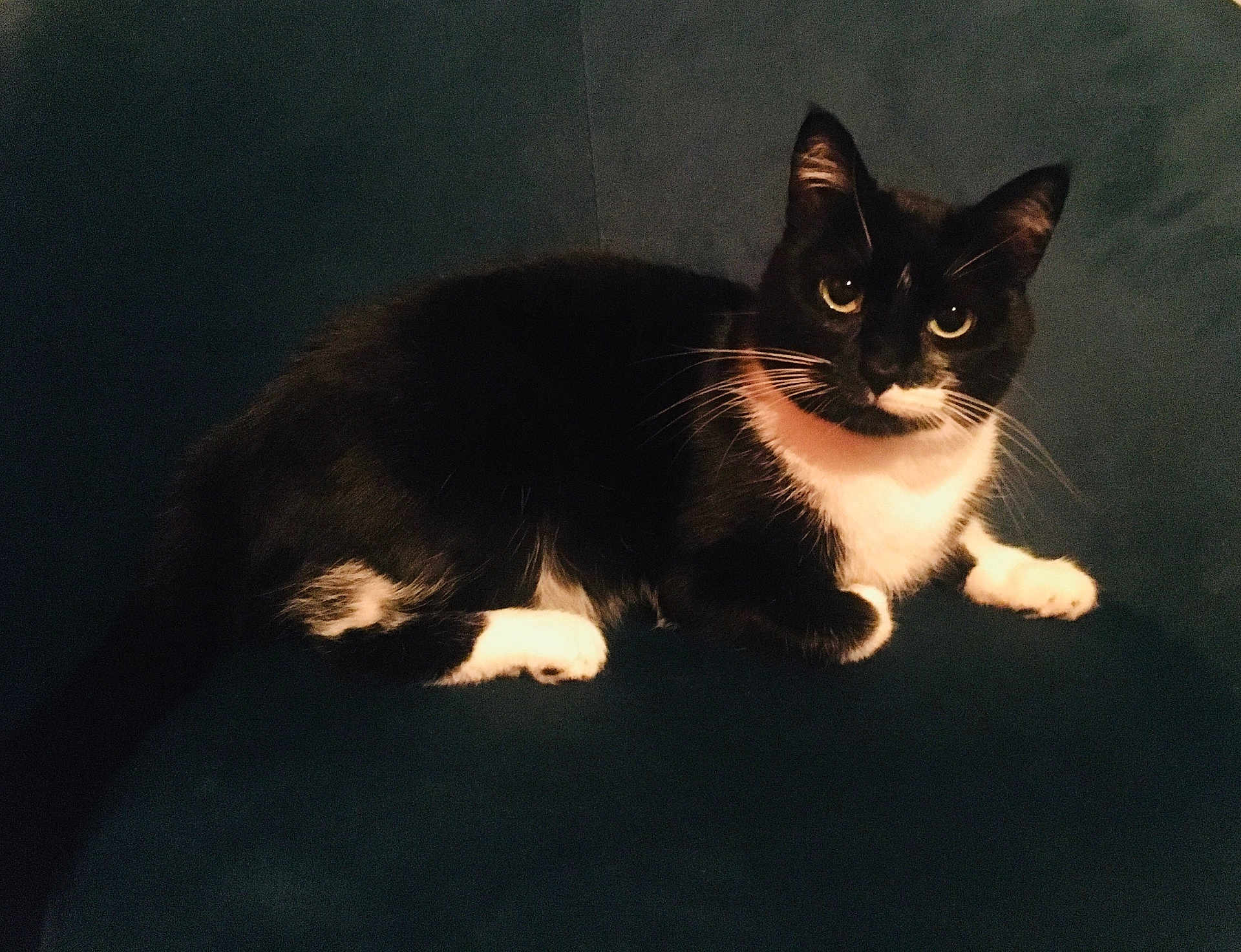 Giotto participe au concours pour gagner de l'argent avec cette photo : cat, tuxedo_cat, feline, pet, whiskers, green_eyes, black_and_white, paw, ears, fur, sitting, indoor, couch, sofa, portrait, looking_at_camera, domestic_animal, cozy, relaxed, home