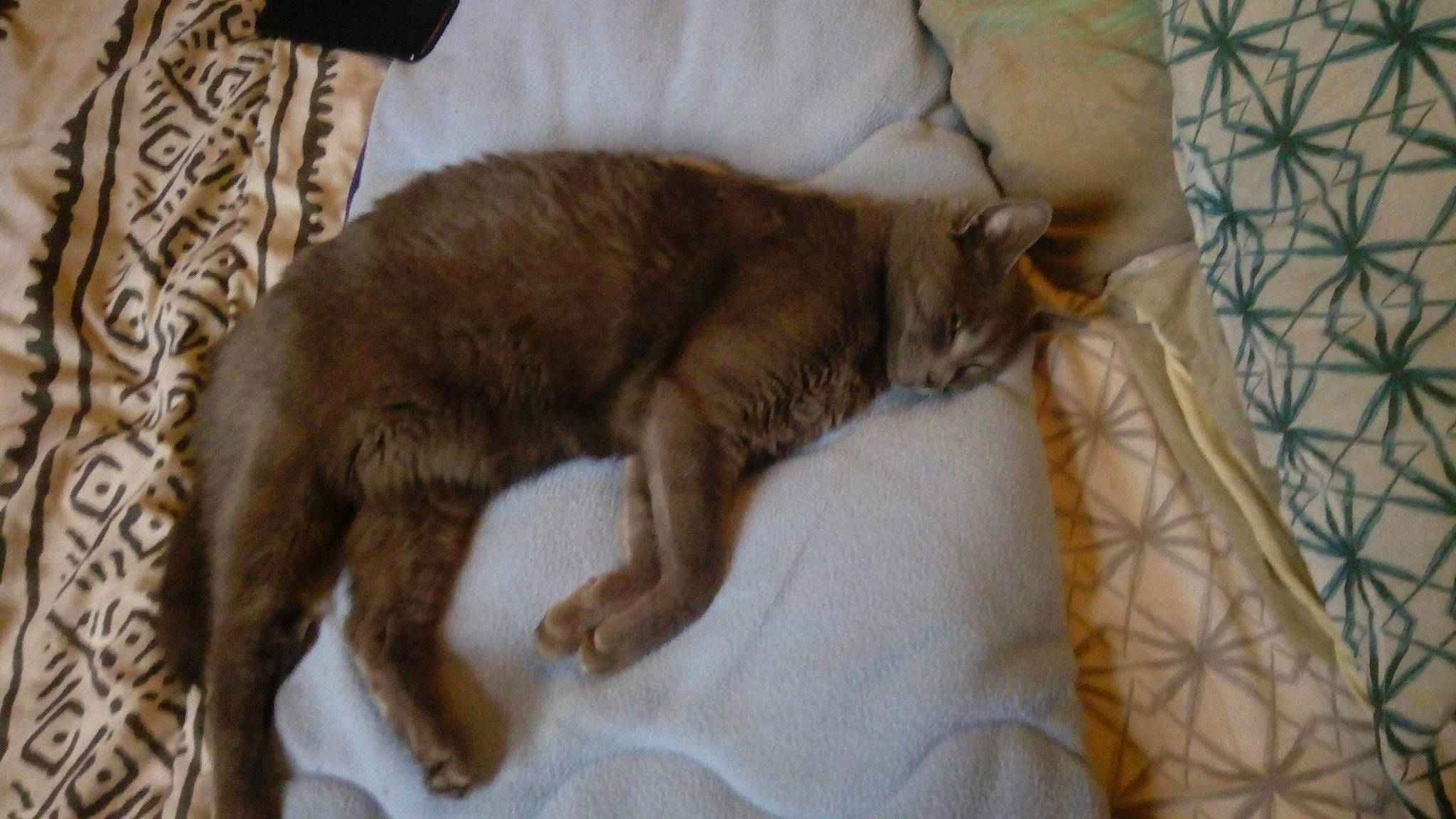 Gribouille a rejoint le concours — aidez-le/la à gagner de superbes lots ! burmese, canidae, carnivore, cat, claw, dog_breed, domestic_short_haired_cat, fawn, felidae, fur, havana_brown, kitten, mammal, nap, small_to_medium_sized_cats, tail, whiskers