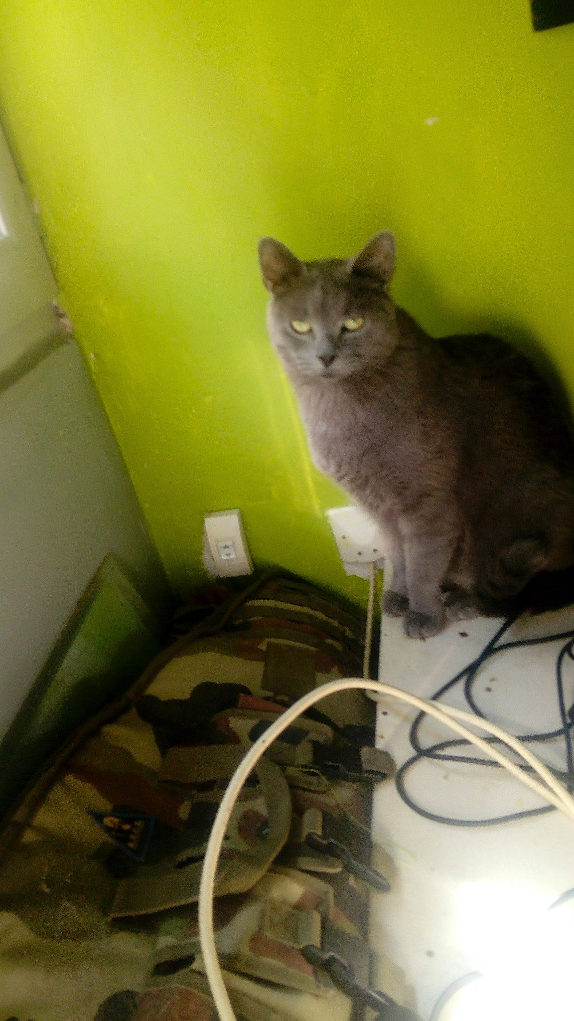 Gribouille participe au concours pour gagner de l'argent avec cette photo : burmese, carnivore, cat, domestic_short_haired_cat, european_shorthair, felidae, german_rex, kitten, korat, mammal, russian_blue, singapura, small_to_medium_sized_cats, tail, whiskers