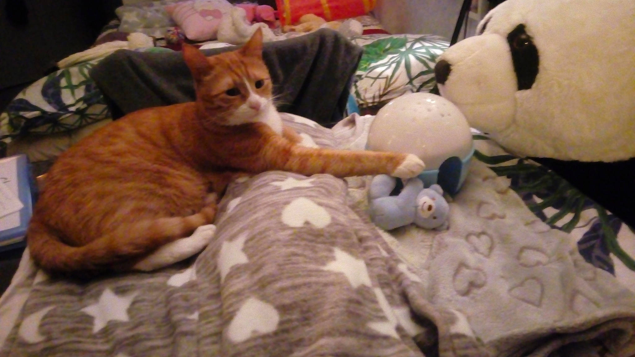 Caramel a rejoint le concours — aidez-le/la à gagner de superbes lots ! asian, carnivore, cat, domestic_short_haired_cat, european_shorthair, felidae, fur, kitten, small_to_medium_sized_cats, snapshot, snout, tabby_cat, toy, whiskers