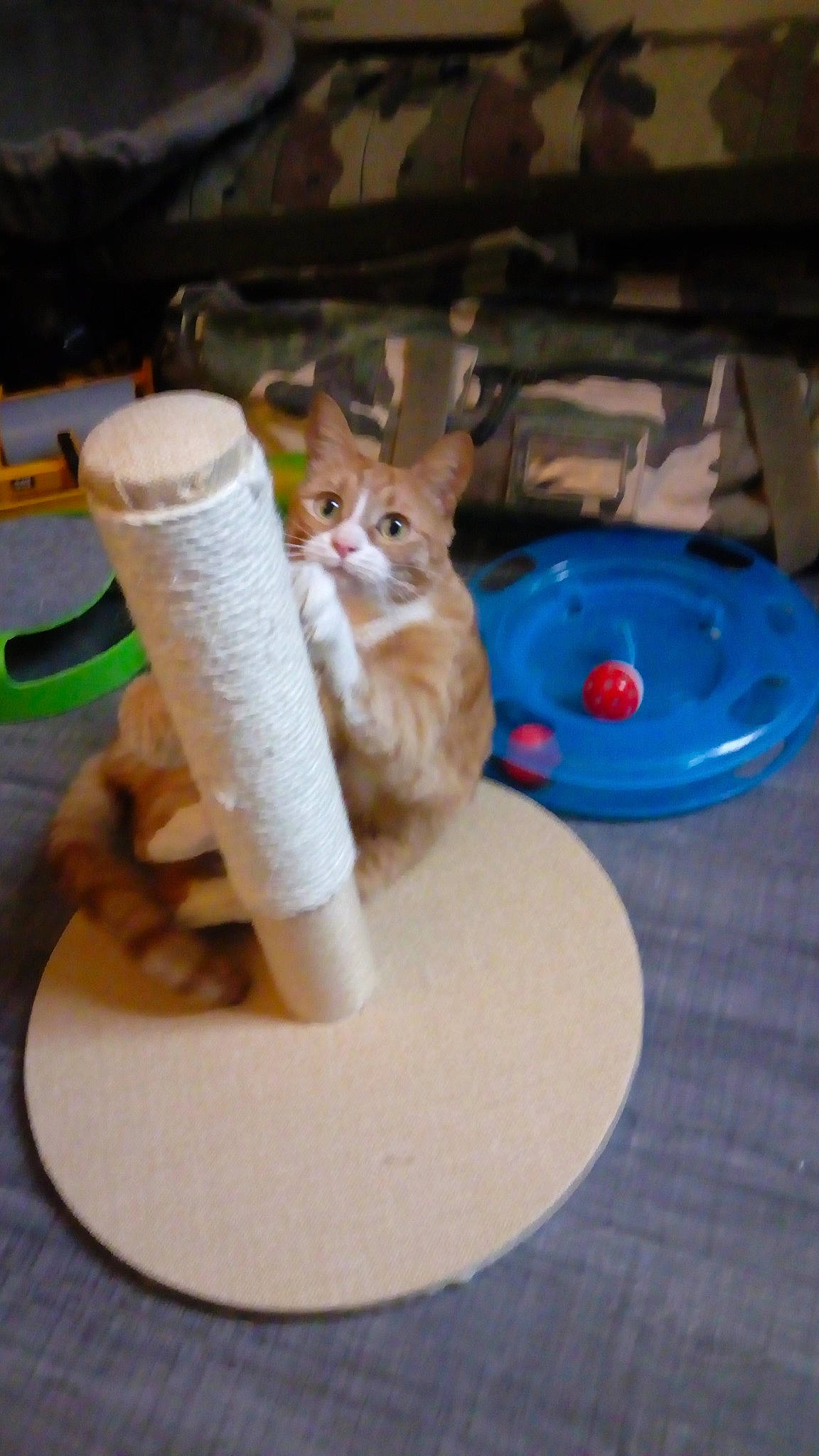 Caramel a rejoint le concours — aidez-le/la à gagner de superbes lots ! aegean_cat, carnivore, cat, domestic_short_haired_cat, european_shorthair, felidae, kitten, play, serveware, small_to_medium_sized_cats, tabby_cat, table, tableware, tail, whiskers