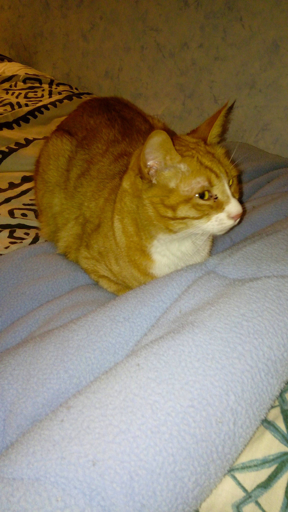 Caramel participe au concours pour gagner de l'argent avec cette photo : carnivore, cat, domestic_short_haired_cat, european_shorthair, fawn, felidae, mammal, small_to_medium_sized_cats, tabby_cat, tail, whiskers