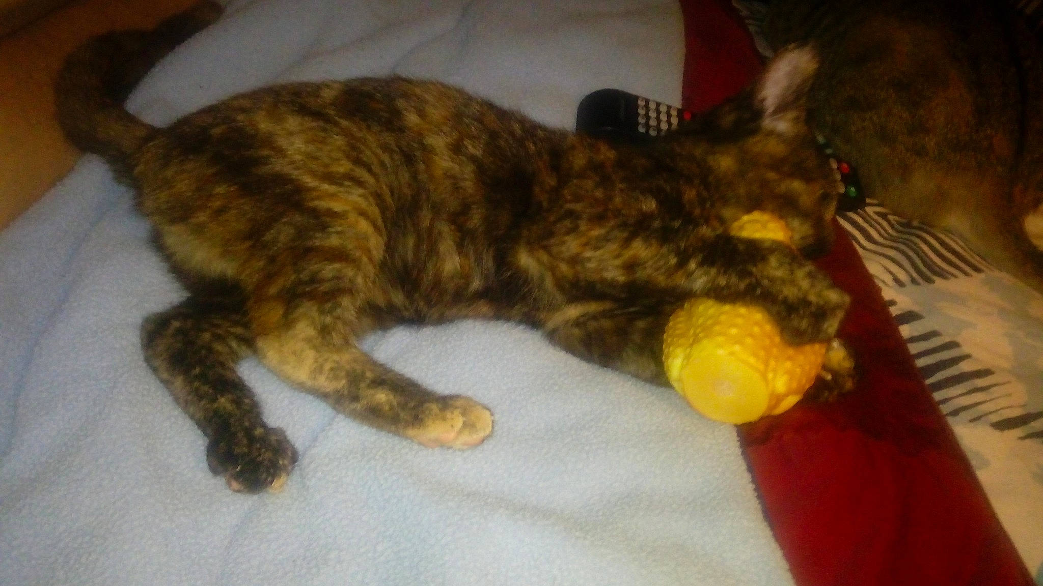 Praline a rejoint le concours — aidez-le/la à gagner de superbes lots ! canidae, carnivore, cat, claw, comfort, dog_breed, domestic_short_haired_cat, fawn, felidae, fruit, fur, nap, paw, sleep, small_to_medium_sized_cats, snout, sporting_group, tail, terrestrial_animal, whiskers