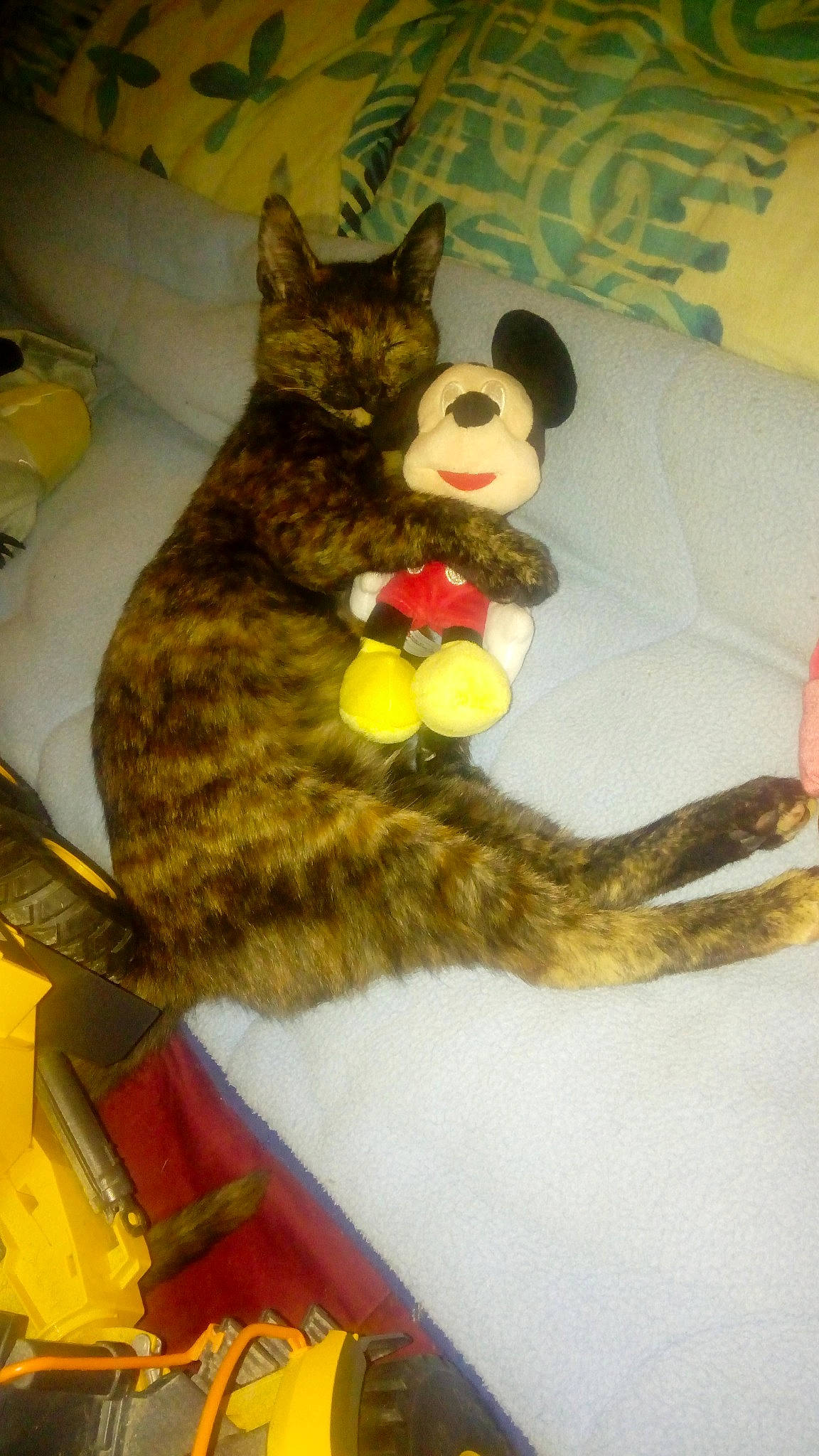 Praline participe au concours pour gagner de l'argent avec cette photo : canidae, carnivore, cat, claw, domestic_short_haired_cat, fawn, felidae, fur, paw, plush, room, small_to_medium_sized_cats, snout, stuffed_toy, tail, teddy_bear, terrestrial_animal, toy, whiskers, yellow