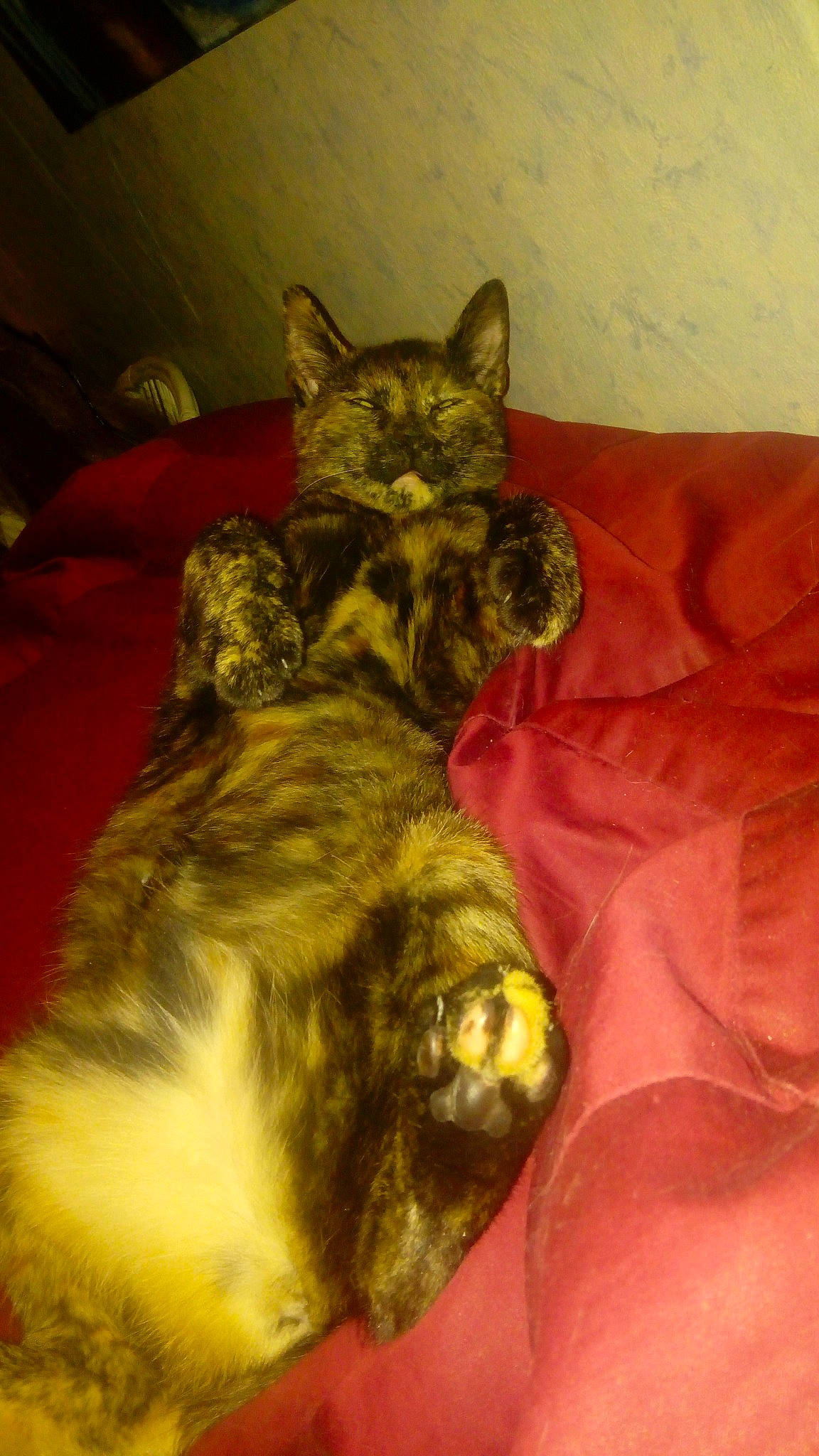 Praline a rejoint le concours — aidez-le/la à gagner de superbes lots ! bed, carnivore, cat, cat_supply, claw, comfort, dog_breed, domestic_short_haired_cat, felidae, fur, mammal, nap, paw, room, small_to_medium_sized_cats, tail, terrestrial_animal, whiskers