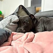 Arko a rejoint le concours — aidez-le/la à gagner de superbes lots ! dog, gray_dog, blanket, pillow, indoor, resting, cozy, soft_texture, couch, pet, animal, fur, relaxing, home, comfort, laying_down, closeup, portrait, domestic_animal, sleepy