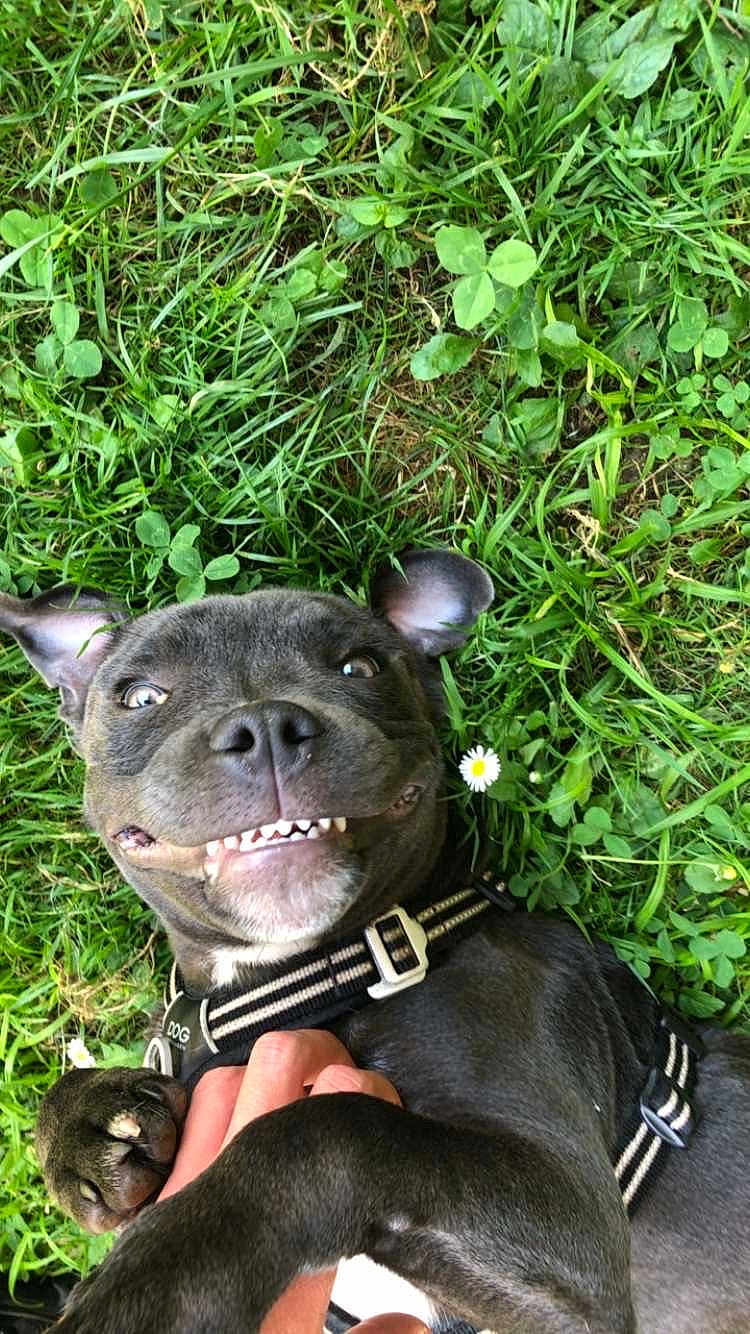 Arko a rejoint le concours — aidez-le/la à gagner de superbes lots ! dog, grass, clover, flower, pet, smiling, playful, happy, collar, outdoor, closeup, canine, paw, human_hand, nature, greenery, animal, cute, lying_down, daylight