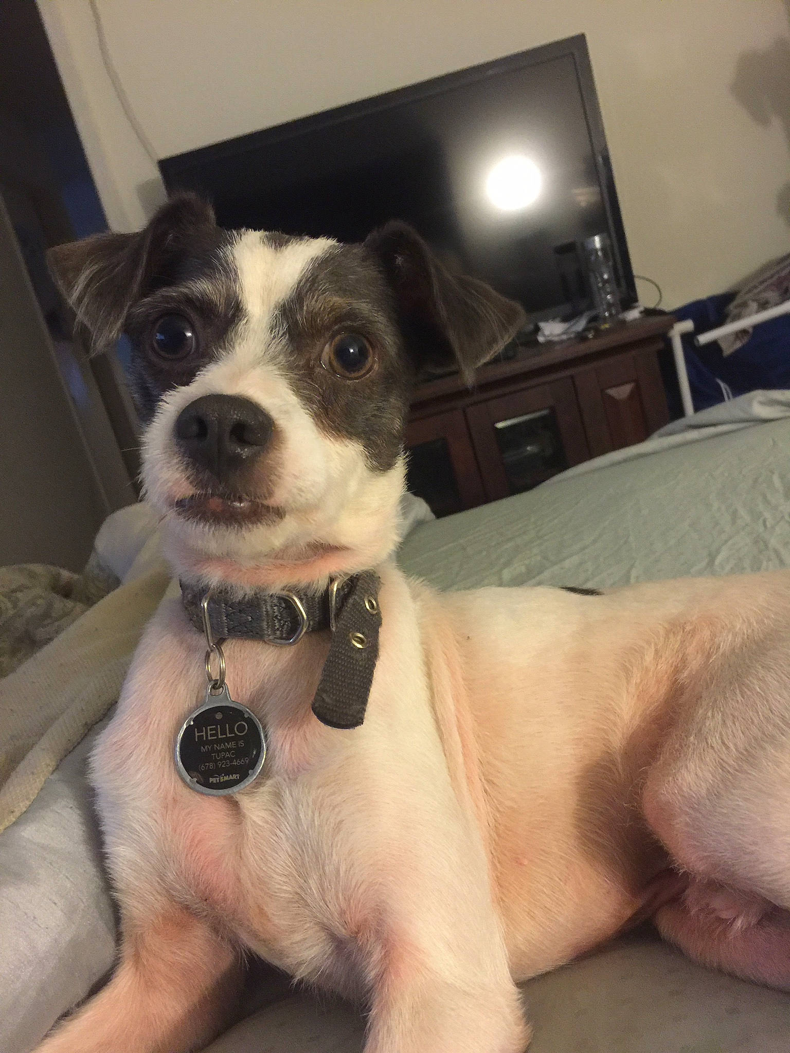 Tupac joined the competition — help win amazing prizes! canidae, carnivore, chest_of_drawers, collar, companion_dog, dog, dog_breed, dog_collar, fashion_accessory, fawn, fur, leash, non_sporting_group, paw, sporting_group, strap, television, whiskers, working_animal