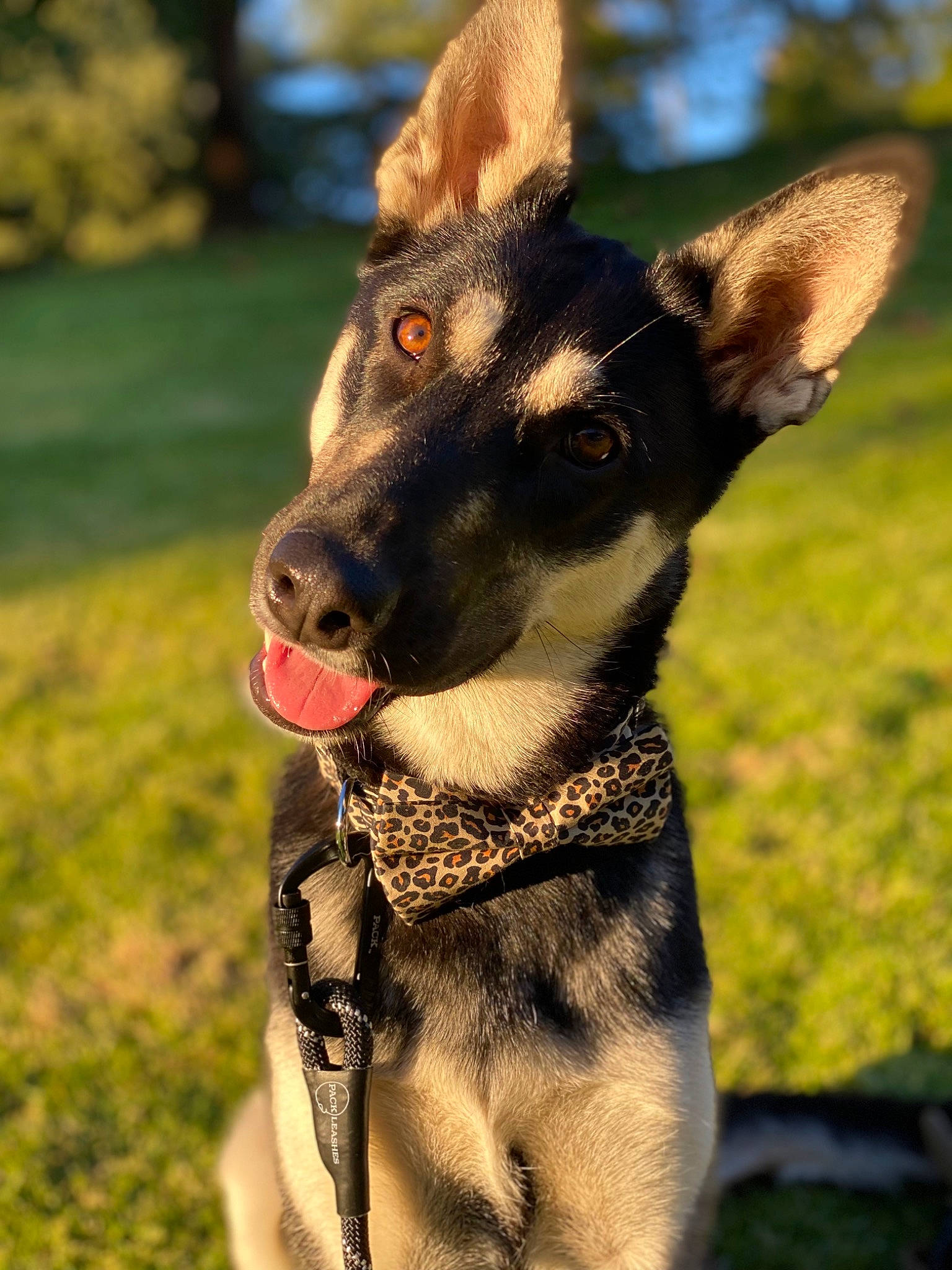 Luna is registered to the contest to win money with this photo: canidae, carnivore, collar, companion_dog, dog, dog_breed, dog_collar, dog_supply, ear, fawn, fur, grass, pet_supply, plant, snout, sporting_group, terrestrial_animal, whiskers, working_animal, working_dog