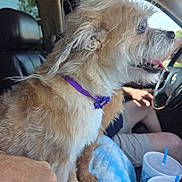 Butter Mackenzie is registered to the contest to win money with this photo: dog, small_dog, fluffy, purple_collar, car_interior, person, hand, blue_checkered_blanket, cup, drink, cup_holder, seat, window, steering_wheel, driving, tongue_out, side_profile, daylight, vehicle, pet