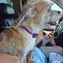 dog, small_dog, fluffy, purple_collar, car_interior, person, hand, blue_checkered_blanket, cup, drink, cup_holder, seat, window, steering_wheel, driving, tongue_out, side_profile, daylight, vehicle, pet