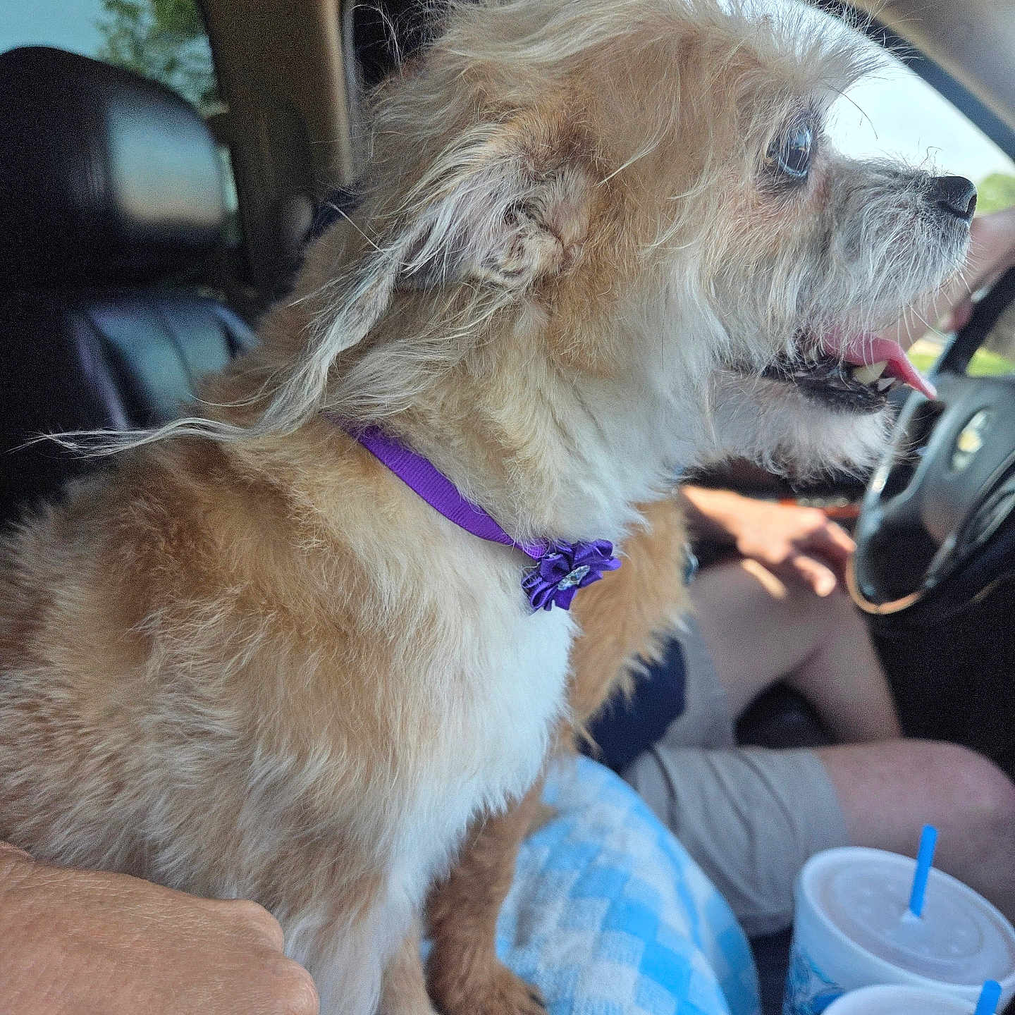 Butter Mackenzie is registered to the contest to win money with this photo: blue_checkered_blanket, car_interior, cup, cup_holder, daylight, dog, drink, driving, fluffy, hand, person, pet, purple_collar, seat, side_profile, small_dog, steering_wheel, tongue_out, vehicle, window