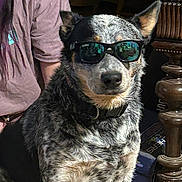 Lefty is registered to the contest to win money with this photo: dog, sunglasses, indoor, person, fur, animal, pet, casual_clothing, wooden_table, reflection, black_nose, ears, face, seated, shadow, collar, mixed_breed, companion, domestic_animal, portrait