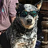dog, sunglasses, indoor, person, fur, animal, pet, casual_clothing, wooden_table, reflection, black_nose, ears, face, seated, shadow, collar, mixed_breed, companion, domestic_animal, portrait
