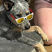 Pancho joined the competition — help win amazing prizes! dog, sunglasses, pet, relaxing, animal, gray_fur, yellow_lenses, white_frame, indoor, person, leg, wooden_floor, bed, resting, casual, cute, companion, domestic_animal, sun_glasses, fashion