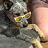 dog, sunglasses, pet, relaxing, animal, gray_fur, yellow_lenses, white_frame, indoor, person, leg, wooden_floor, bed, resting, casual, cute, companion, domestic_animal, sun_glasses, fashion