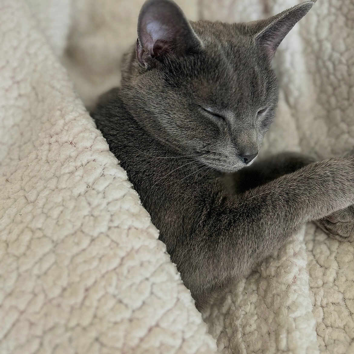Willow Jean