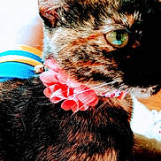 Lilbit joined the competition — help win amazing prizes! cat, tortoiseshell_cat, pet, animal, collar, flower_collar, green_eyes, close_up, indoor, person, shorts, blue_shorts, yellow_stripe, white_sneakers, floor, wood_floor, fur, sitting, domestic_animal, cute