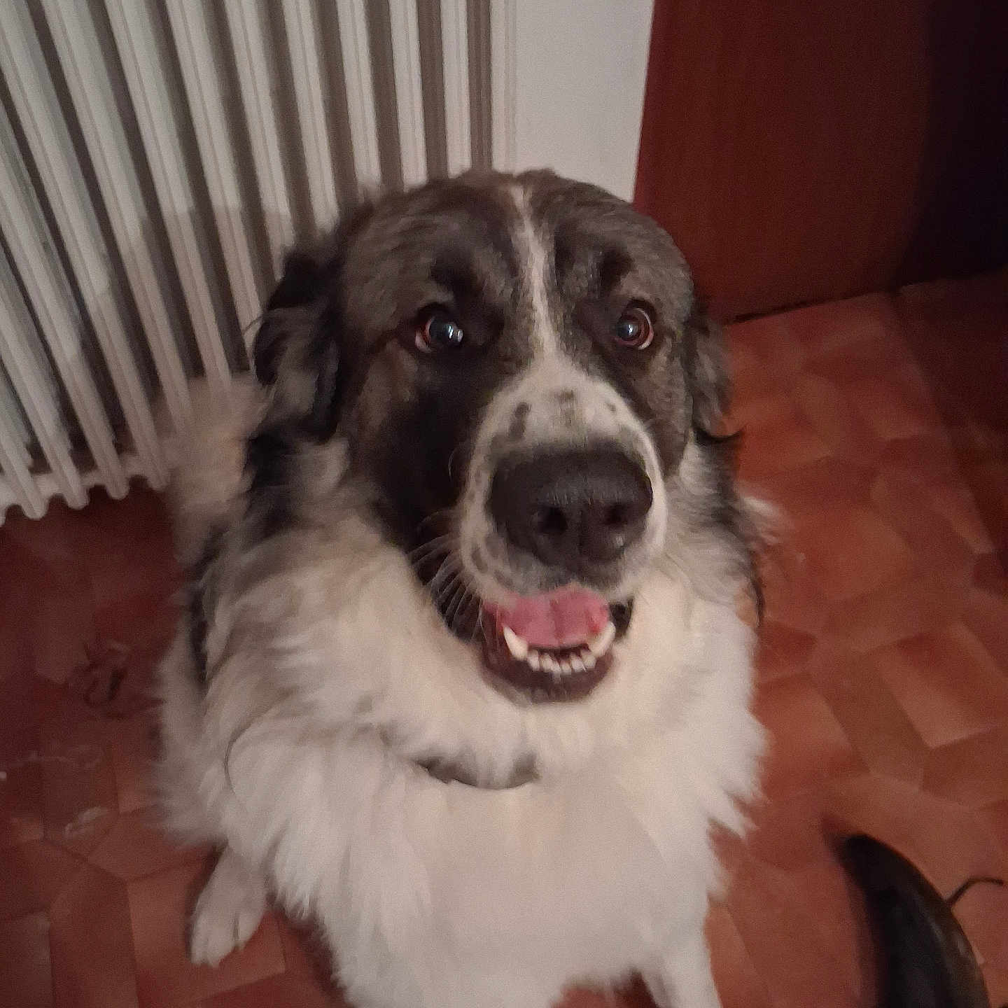 Vizir participe au concours pour gagner de l'argent avec cette photo : animal, black, brown, canine, close_up, companion, dog, domestic, door, floor, friendly, fur, happy, indoor, large_dog, looking_up, pet, radiator, tile_floor, white