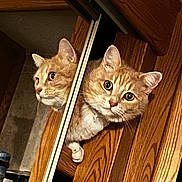 Snickers is registered to the contest to win money with this photo: animal, cat, closeup, curious, cute, door_frame, ears, eyes, feline, household, indoor, looking, mirror, orange_tabby, peeking, pet, reflection, whiskers, wood_texture, wooden_door
