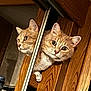 animal, cat, closeup, curious, cute, door_frame, ears, eyes, feline, household, indoor, looking, mirror, orange_tabby, peeking, pet, reflection, whiskers, wood_texture, wooden_door