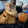 Cheeto is registered to the contest to win money with this photo: cat, orange_cat, fluffy, stuffed_toy, blanket, pillow, cozy, indoor, relaxation, fur, pet, animal, cute, resting, soft, home, comfort, toy, sleepy, feline