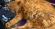 Cheeto is registered to the contest to win money with this photo: cat, orange_cat, sleeping, fluffy, indoor, blanket, cozy, paw, fur, resting, laundry_basket, clothing, bedroom, furniture, door, relaxation, domestic, pet, animal, home