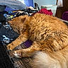 cat, orange_cat, sleeping, fluffy, indoor, blanket, cozy, paw, fur, resting, laundry_basket, clothing, bedroom, furniture, door, relaxation, domestic, pet, animal, home