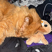 Cheeto joined the competition — help win amazing prizes! cat, orange_cat, sleeping, plush_toy, blanket, clothing, remote_control, black_clothing, purple_blanket, skull_pattern, cozy, indoor, pet, fur, resting, soft_toys, closeup, domestic_cat, animal, nap