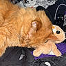 cat, orange_cat, sleeping, plush_toy, blanket, clothing, remote_control, black_clothing, purple_blanket, skull_pattern, cozy, indoor, pet, fur, resting, soft_toys, closeup, domestic_cat, animal, nap
