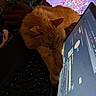 Cheeto joined the competition — help win amazing prizes! cat, orange_cat, sleeping, laptop, keyboard, screen, electronics, indoor, cozy, blanket, technology, computer, pet, fur, resting, home, gaming, television, digital, relaxation
