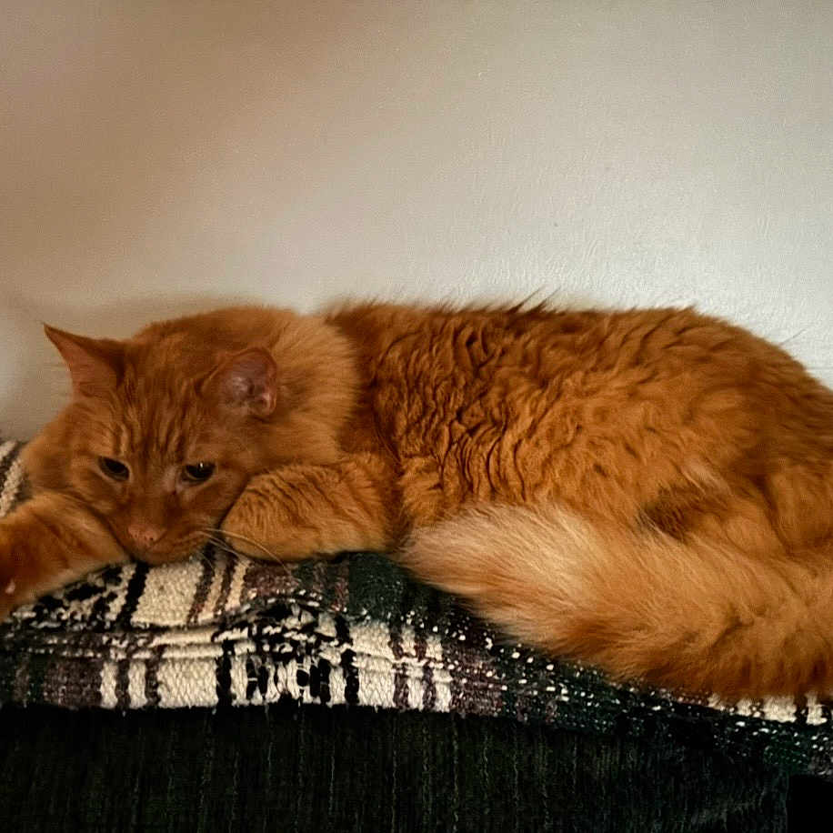 Cheeto joined the competition — help win amazing prizes! cat, ginger_cat, feline, pet, animal, resting, blanket, couch, indoor, fur, relaxed, sleepy, stretching, home, cozy, mammal, tabby, whiskers, paw, tail