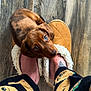 Twix participe au concours pour gagner de l'argent avec cette photo : puppy, dog, dachshund, slippers, feet, pajamas, wooden_floor, pet, cute, looking_up, cozy, indoor, brown_dog, tattoo, animal, small_dog, domestic_animal, fur, companion, home