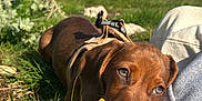Twix participe au concours pour gagner de l'argent avec cette photo : dog, puppy, brown_dog, grass, toy, outdoor, sunlight, nature, greenery, blanket, leash, chewing, resting, cute, pet, animal, daylight, scenic, closeup, relaxed