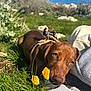 animal, blanket, brown_dog, chewing, closeup, cute, daylight, dog, grass, greenery, leash, nature, outdoor, pet, puppy, relaxed, resting, scenic, sunlight, toy